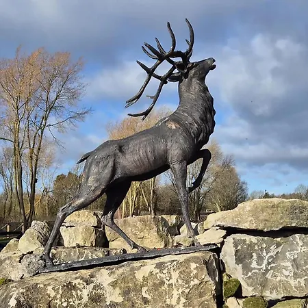 Host & - Stag *
